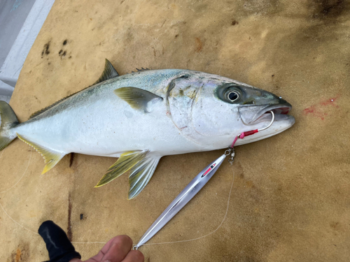 ヒラマサの釣果