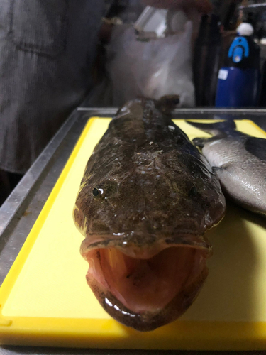 マゴチの釣果