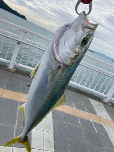 メジロの釣果