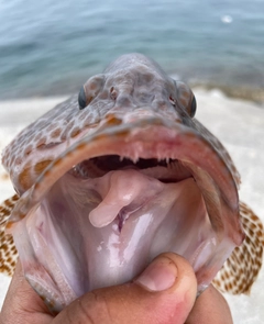 オオモンハタの釣果