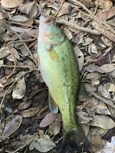 ブラックバスの釣果