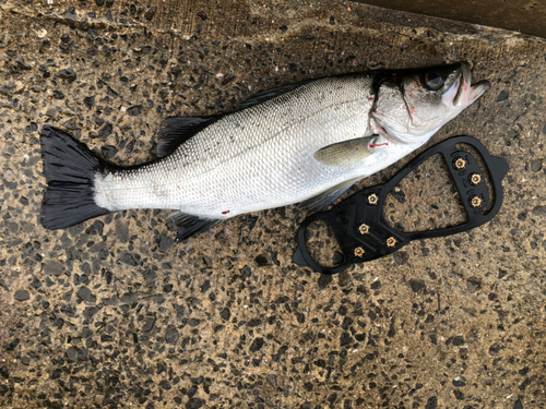 セイゴ（ヒラスズキ）の釣果