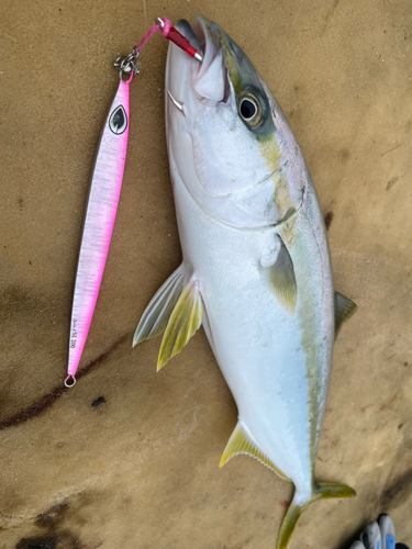 ヒラスの釣果