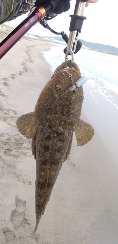 マゴチの釣果