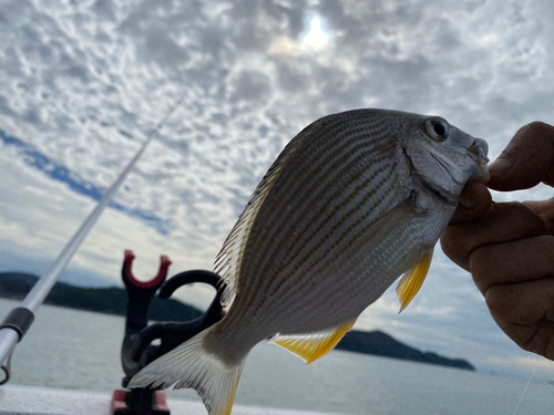 ヘダイの釣果