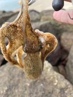 イイダコの釣果