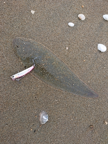 シタビラメの釣果