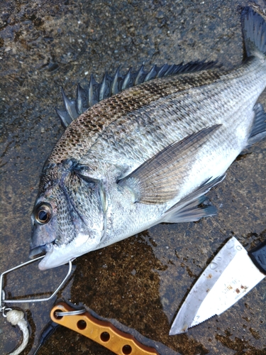 クロダイの釣果