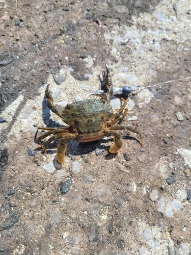 カニの釣果