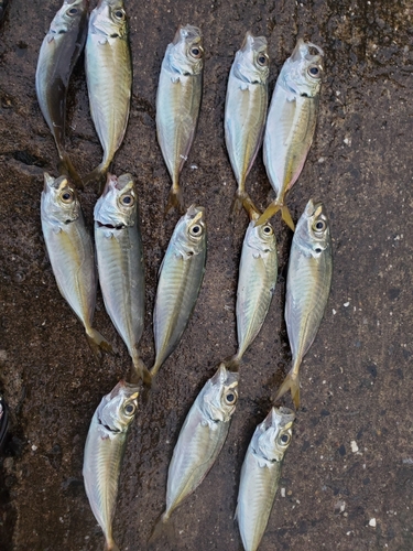 アジの釣果