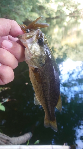 ブラックバスの釣果