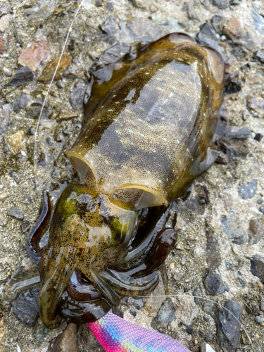 アオリイカの釣果