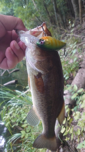 ブラックバスの釣果