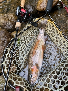 ニジマスの釣果