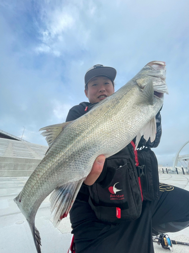 スズキの釣果