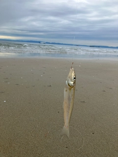 キスの釣果