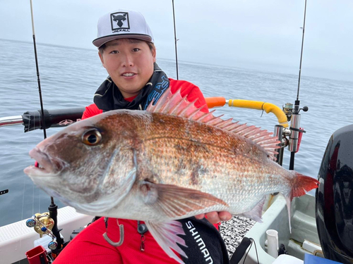 マダイの釣果