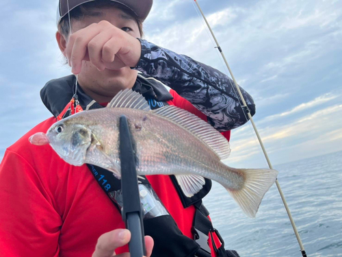 イシモチの釣果