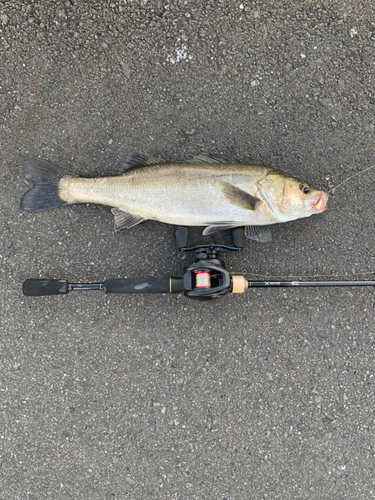 フッコ（ヒラスズキ）の釣果