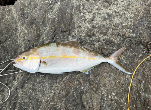 ネリゴの釣果