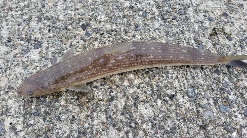 エソの釣果