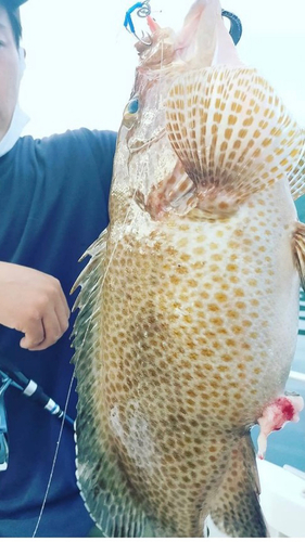 オオモンハタの釣果