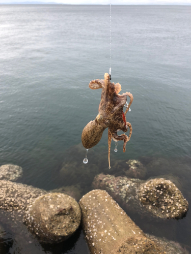 イイダコの釣果