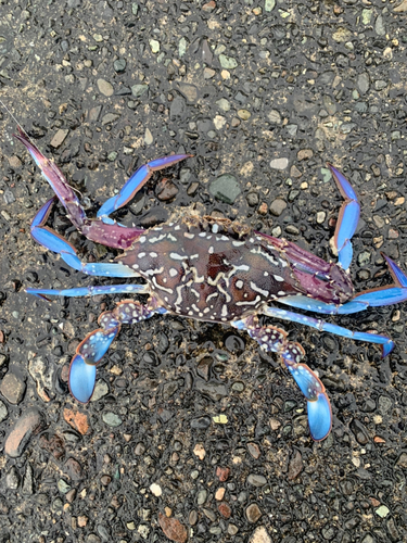 タイワンガザミの釣果