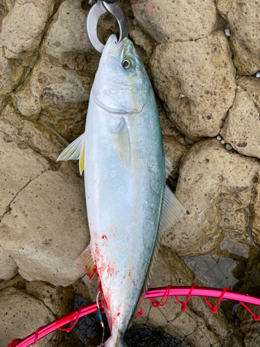 ハマチの釣果