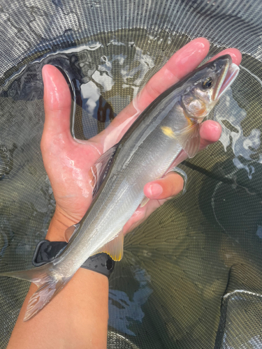 アユの釣果