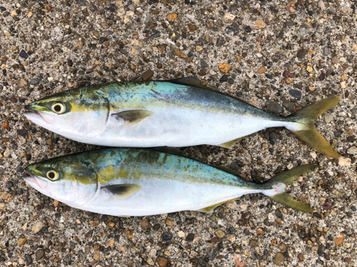 ハマチの釣果