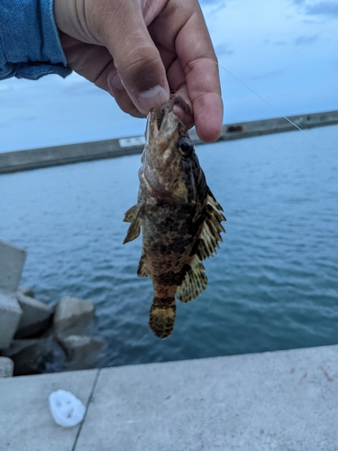 タケノコメバルの釣果