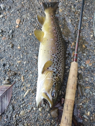 ブラウントラウトの釣果