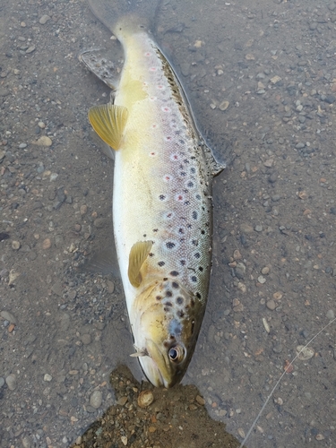 ブラウントラウトの釣果