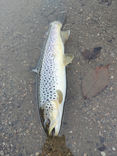 ブラウントラウトの釣果