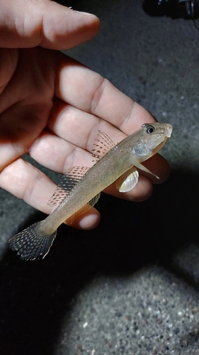 マハゼの釣果