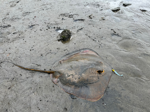 アカエイの釣果