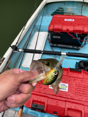 ブラックバスの釣果