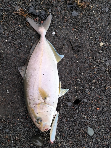 ショゴの釣果