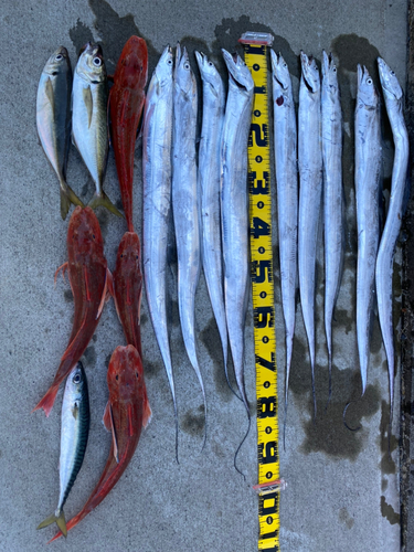 タチウオの釣果