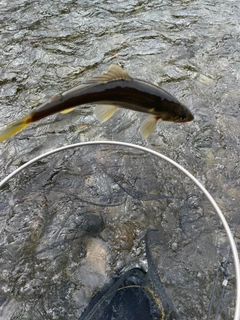 アユの釣果