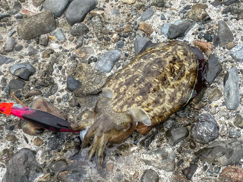 モンゴウイカの釣果