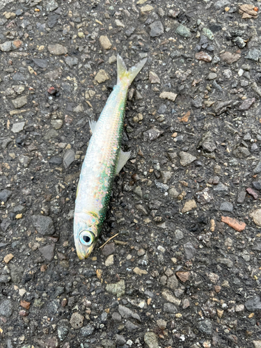 ウルメイワシの釣果