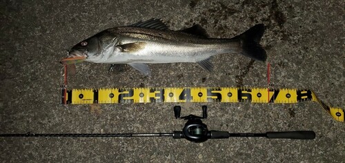 シーバスの釣果