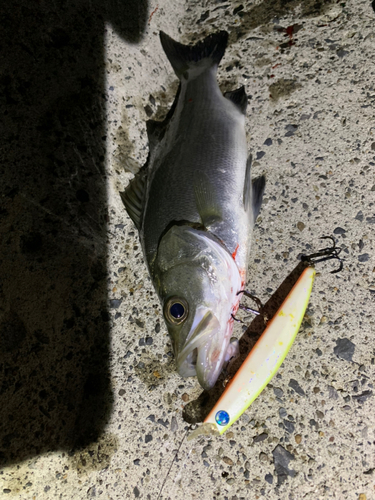 セイゴ（ヒラスズキ）の釣果