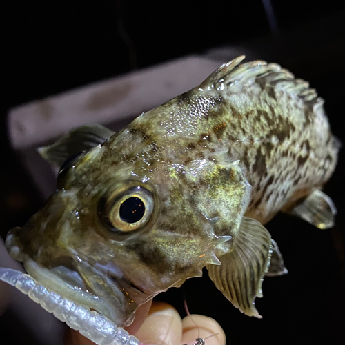 クロソイの釣果