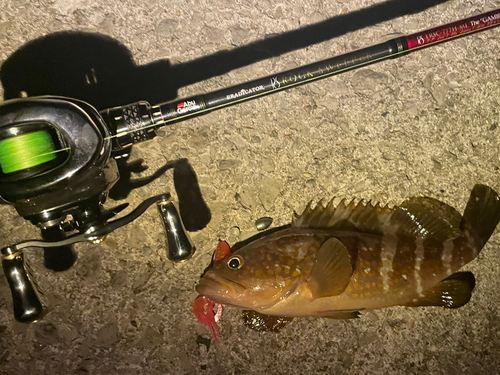 アコウの釣果