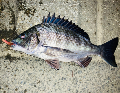 チヌの釣果