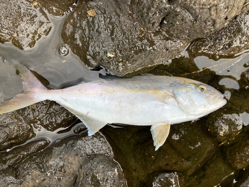 ショゴの釣果