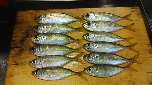 マアジの釣果